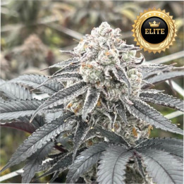 Semillas de marihuana feminizadas a granel Lemon Cherry Gelato