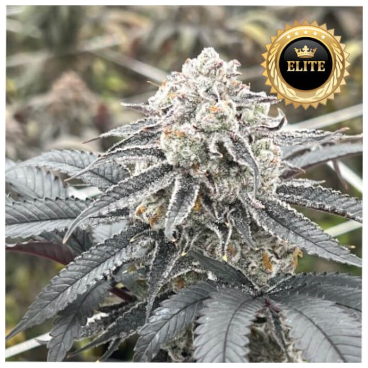 Semillas de marihuana feminizadas a granel Lemon Cherry Gelato