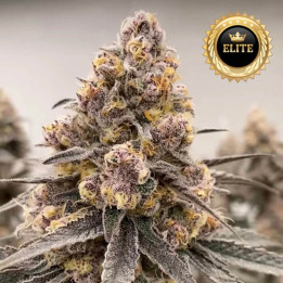 Semillas de marihuana feminizadas a granel Super Boof