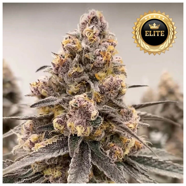 Semillas de marihuana feminizadas a granel Super Boof