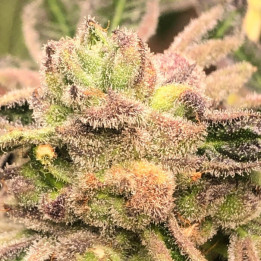 Semillas de marihuana feminizadas Apple Fritter de Elev8