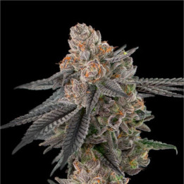 Semillas de marihuana feminizadas Apples and Bananas de Elev8
