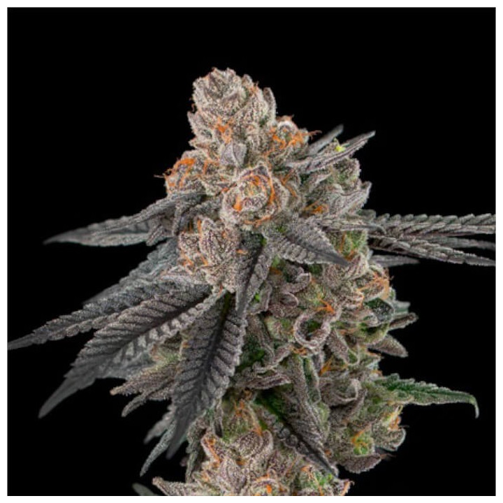 Semillas de marihuana feminizadas Apples and Bananas de Elev8