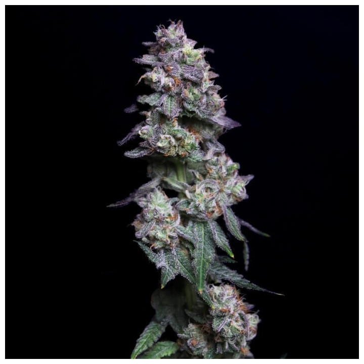 Semillas de marihuana feminizadas Baked Apple Cherries de Elev8