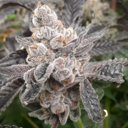 Semillas de marihuana feminizadas Bakers Fruit de Elev8