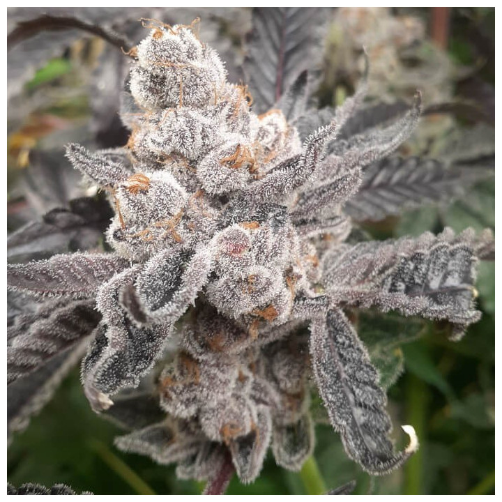 Semillas de marihuana feminizadas Bakers Fruit de Elev8