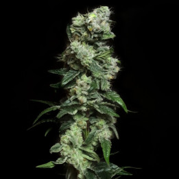 Semillas de marihuana feminizadas Blunt Bombs de Elev8