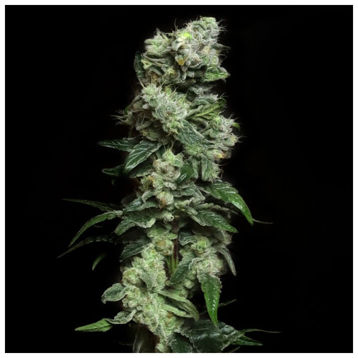 Semillas de marihuana feminizadas Blunt Bombs de Elev8