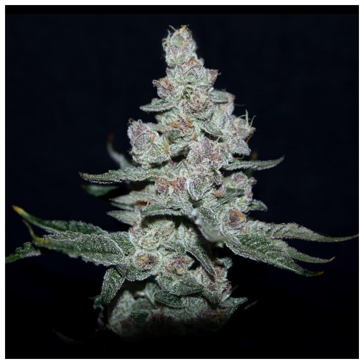 Semillas de marihuana feminizadas Fire'n Ice de Elev8