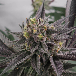 Semillas de marihuana feminizadas Gary Burger de Elev8