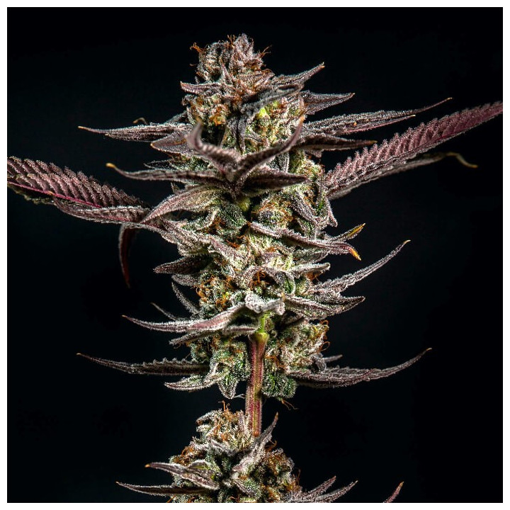 Semillas de marihuana feminizadas Gelato Kiss de Elev8