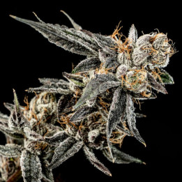 Semillas de marihuana feminizadas Gelato Punch de Elev8