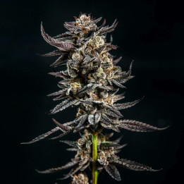 Semillas de marihuana feminizadas Gelatomo de Elev8