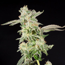 Semillas de marihuana feminizadas Giscotti de Elev8