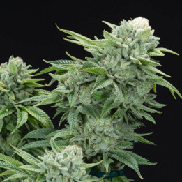 Semillas de marihuana feminizadas Gorilla Glue 4 S1 de Elev8
