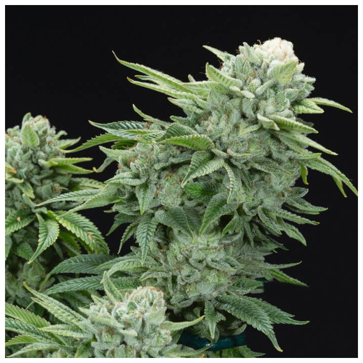 Semillas de marihuana feminizadas Gorilla Glue 4 S1 de Elev8
