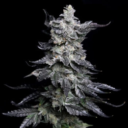 Semillas de marihuana feminizadas Granny's Apple Fritter de Elev8