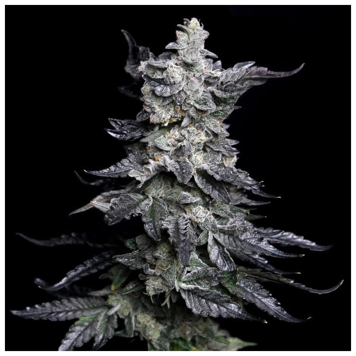 Semillas de marihuana feminizadas Granny's Apple Fritter de Elev8
