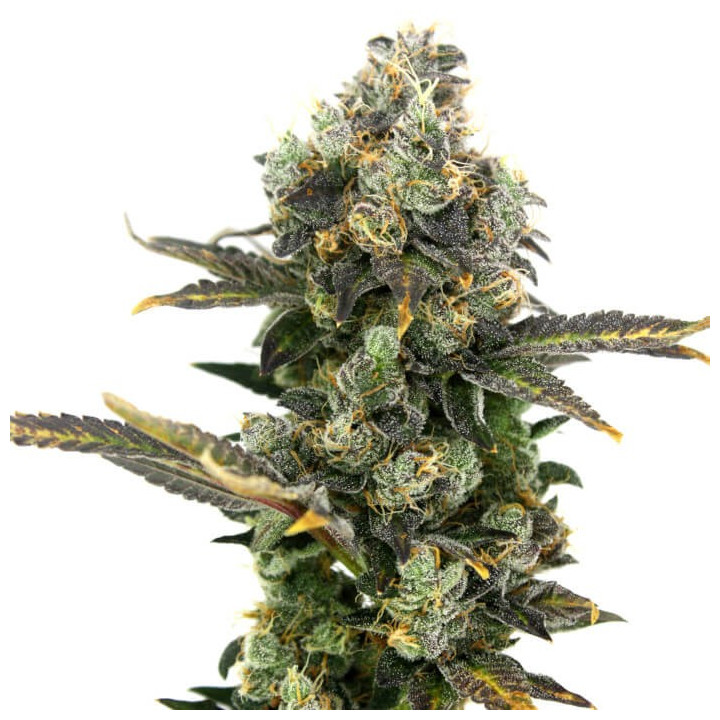 Semillas de marihuana feminizadas King Cone de Elev8