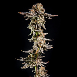 Semillas de marihuana feminizadas Purple Cherry Popper de Elev8