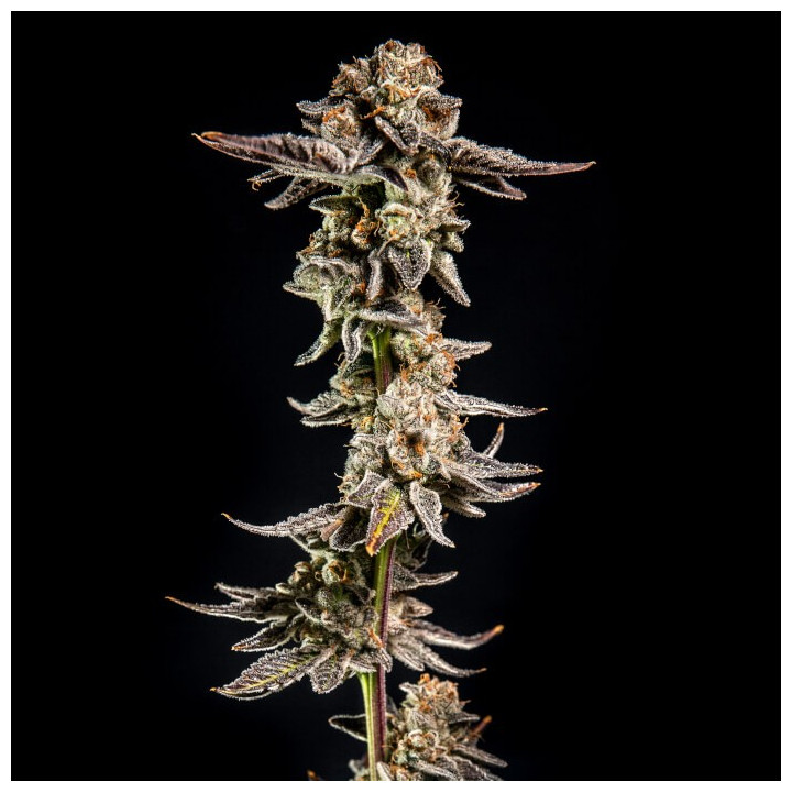 Semillas de marihuana feminizadas Purple Cherry Popper de Elev8