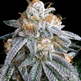 Semillas de marihuana feminizadas Purple Punch S1 de Elev8