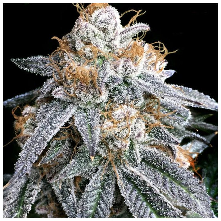 Semillas de marihuana feminizadas Purple Punch S1 de Elev8