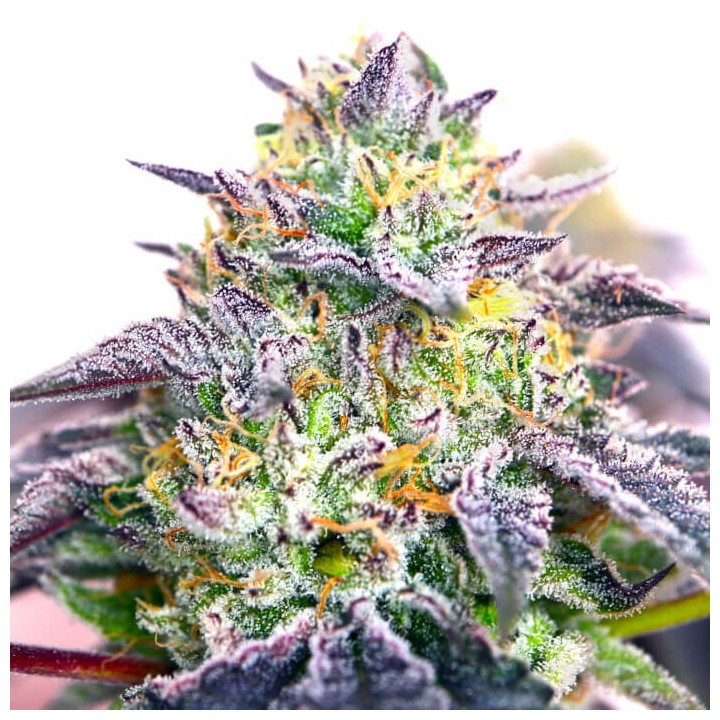 Semillas de marihuana feminizadas Spicy Guava de Elev8
