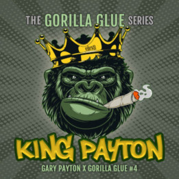 Semillas de marihuana feminizadas King Payton de Elev8