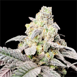 Semillas de marihuana feminizadas Purple Cherry Ripple de Elev8