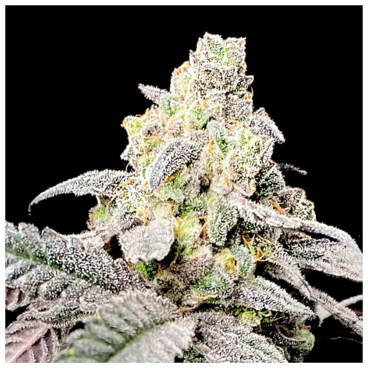 Semillas de marihuana feminizadas Purple Cherry Ripple de Elev8