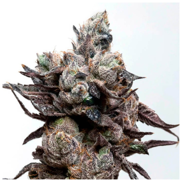 Semillas de marihuana feminizadas Runtz S1 de Elev8