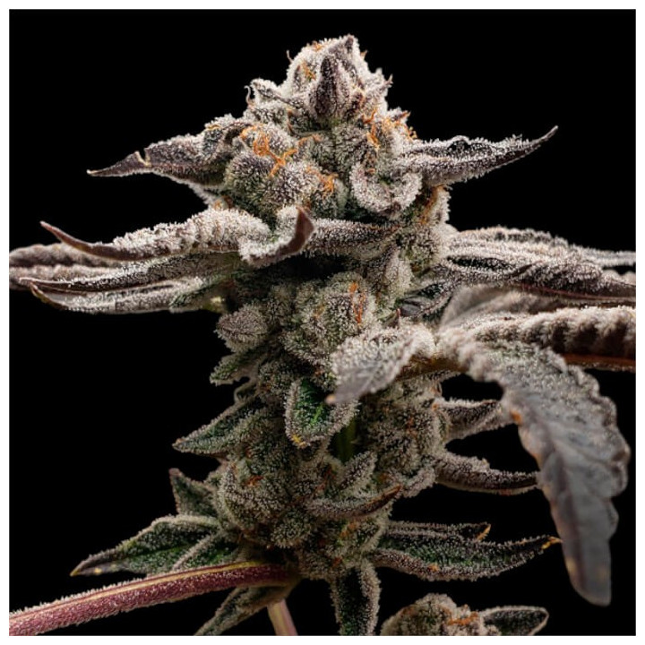 Semillas de marihuana feminizadas Tangie Candie de Elev8