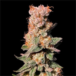 Semillas de marihuana feminizadas Xhale de Elev8