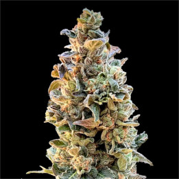 Semillas de marihuana feminizadas XTC OG de Elev8