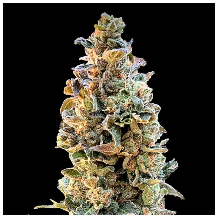 Semillas de marihuana feminizadas XTC OG de Elev8