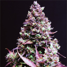 Semillas de marihuana autoflorecientes Cream Caramel Auto de Sweet Seeds