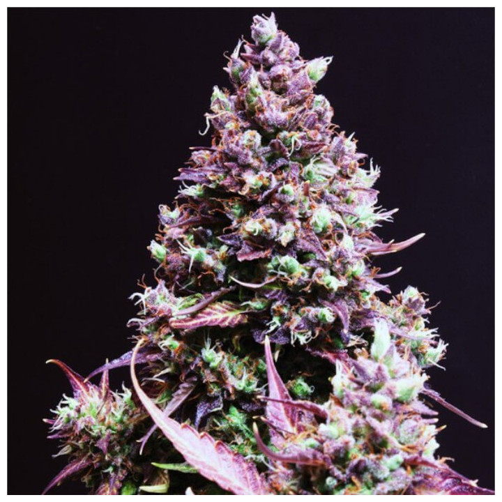 Semillas de marihuana autoflorecientes Cream Caramel Auto de Sweet Seeds