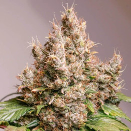Semillas autoflorecientes Red Tropicana Cookies de Dutch Passion