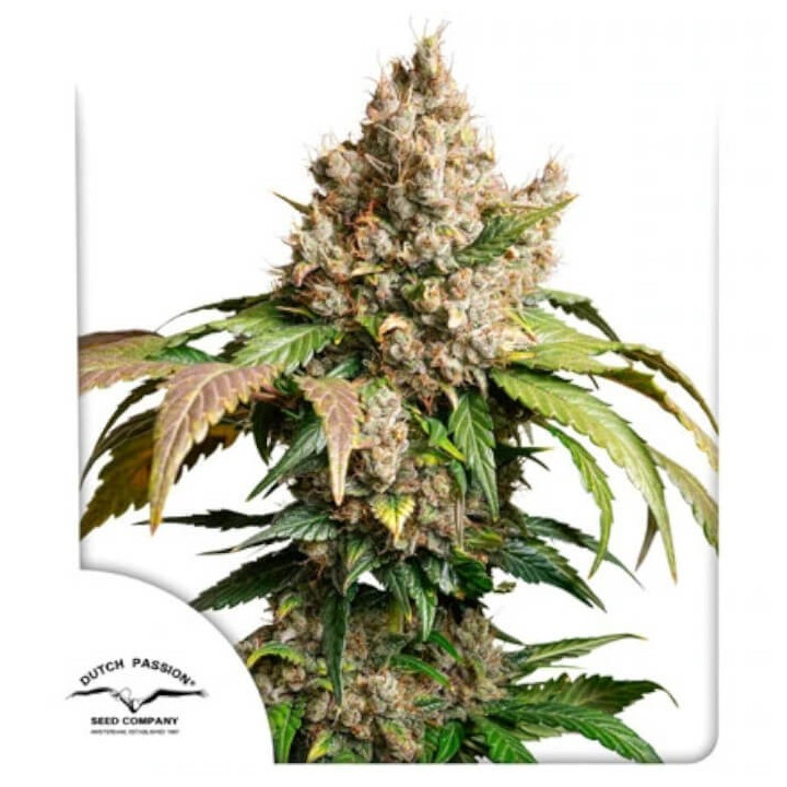 Semillas de marihuana autoflorecientes Red Tropicana Cookies de Dutch Passion
