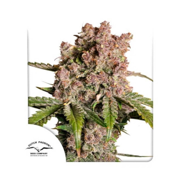 Semillas de marihuana autoflorecientes Strrawberry Soda de Dutch Passion