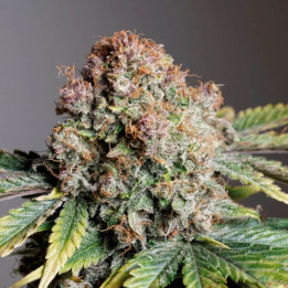 Semillas autoflorecientes Strrawberry Soda de Dutch Passion