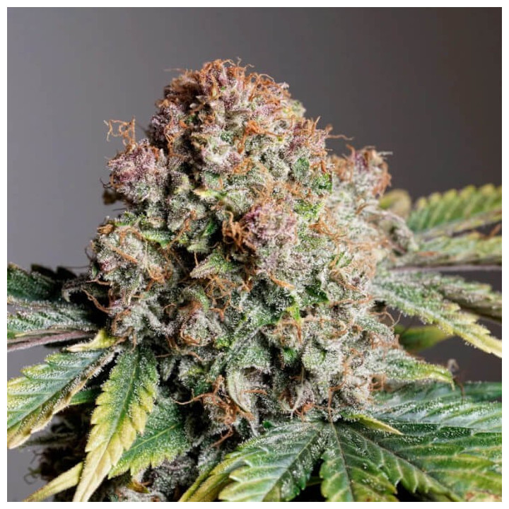 Semillas autoflorecientes Strrawberry Soda de Dutch Passion