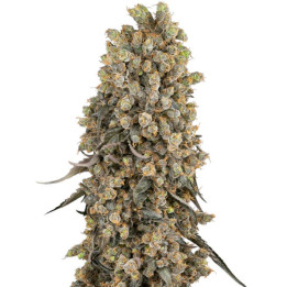 Semillas de marihuana feminizadas Atomic Blue Dream de Sensi Seeds