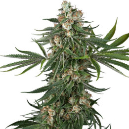 Semillas de marihuana feminizadas Fallout OG de White Label