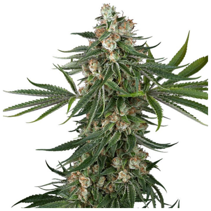 Semillas de marihuana feminizadas Fallout OG de White Label