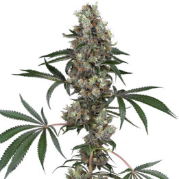 Semillas de marihuana feminizadas Chemberries de White Label