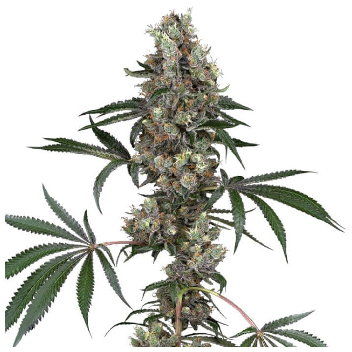 Semillas de marihuana feminizadas Chemberries de White Label