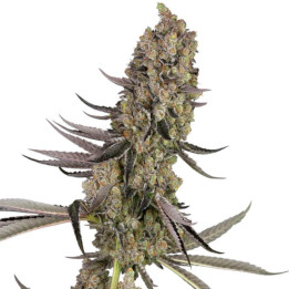 Semillas de marihuana feminizadas Vlad the Inhaler de White Label