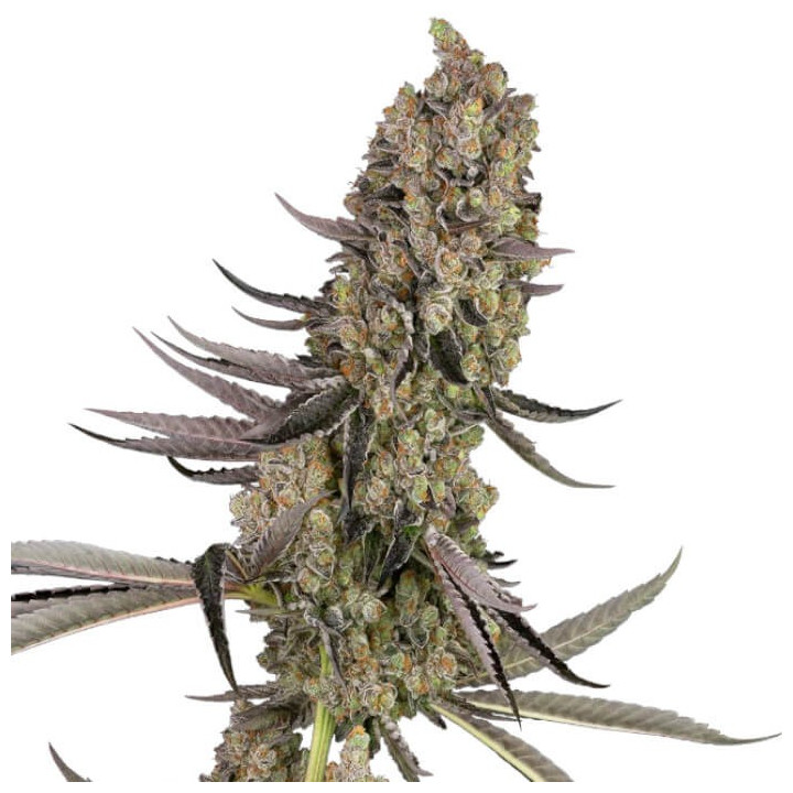 Semillas de marihuana feminizadas Vlad the Inhaler de White Label